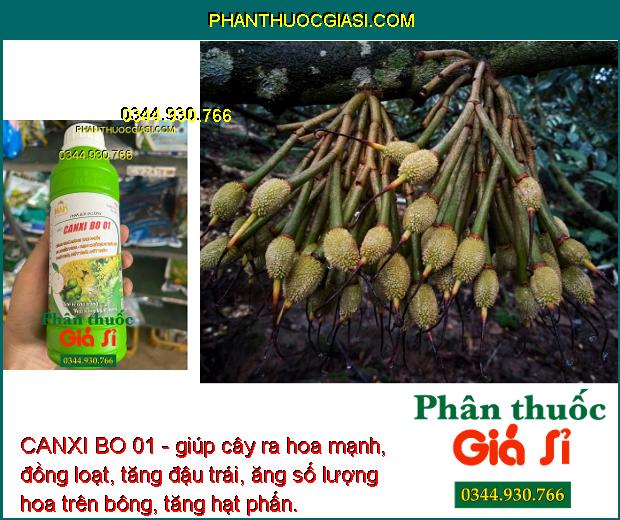 CANXI BO 01 - Tăng Thụ Phấn - Ra Nhiều Hoa - Hạn Chế Rụng Trái Non - Thối Trái