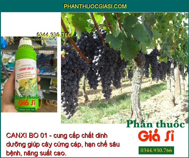 CANXI BO 01 - Tăng Thụ Phấn - Ra Nhiều Hoa - Hạn Chế Rụng Trái Non - Thối Trái