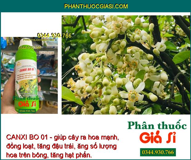 CANXI BO 01 - Tăng Thụ Phấn - Ra Nhiều Hoa - Hạn Chế Rụng Trái Non - Thối Trái