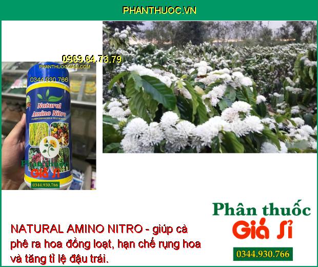 NATURAL AMINO NITRO - Ra Hoa Nhiều - Giảm Rụng Hoa -  Kích Nảy Mầm - Tăng Sức Đề Kháng