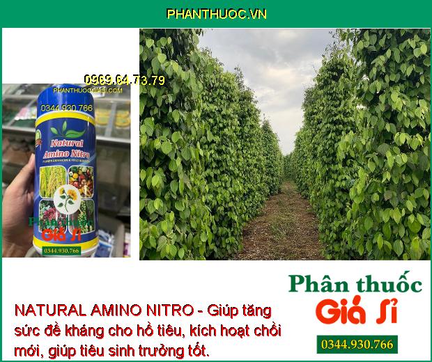 NATURAL AMINO NITRO - Ra Hoa Nhiều - Giảm Rụng Hoa -  Kích Nảy Mầm - Tăng Sức Đề Kháng