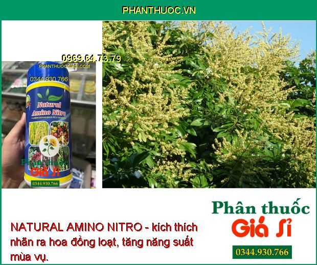 NATURAL AMINO NITRO - Ra Hoa Nhiều - Giảm Rụng Hoa -  Kích Nảy Mầm - Tăng Sức Đề Kháng