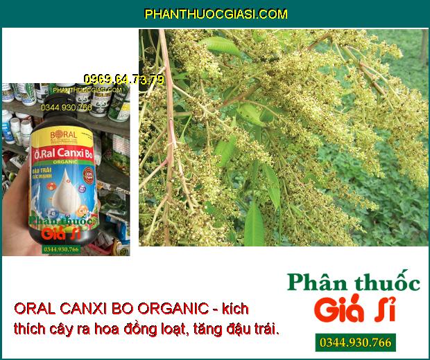 ORAL CANXI BO ORGANIC - Ra Hoa Đồng Loạt - Chống Rụng Hoa - Trái Non - Tăng Năng Suất