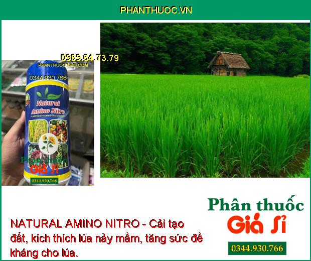 NATURAL AMINO NITRO - Ra Hoa Nhiều - Giảm Rụng Hoa -  Kích Nảy Mầm - Tăng Sức Đề Kháng