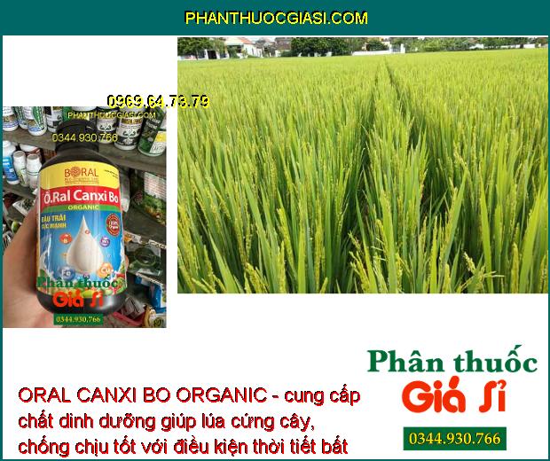 ORAL CANXI BO ORGANIC - Ra Hoa Đồng Loạt - Chống Rụng Hoa - Trái Non - Tăng Năng Suất