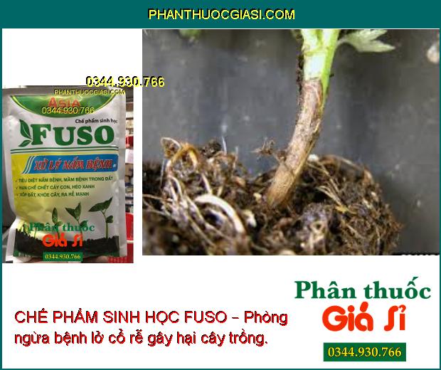 CHẾ PHẨM SINH HỌC FUSO – Đặc Trị Nấm Bệnh: Héo Rũ - Lở Cổ Rễ - Chết Cây Con