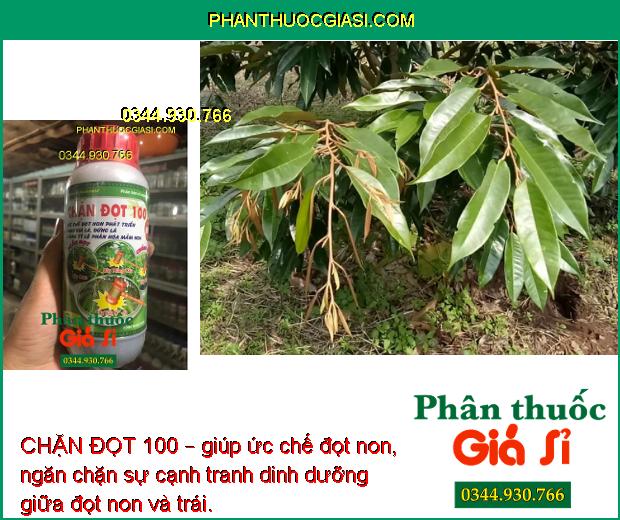 CHẶN ĐỌT 100 – Ức Chế Đọt Non - Hạn Chế Rụng Trái - Trái Lớn Nhanh - Tròn Đều