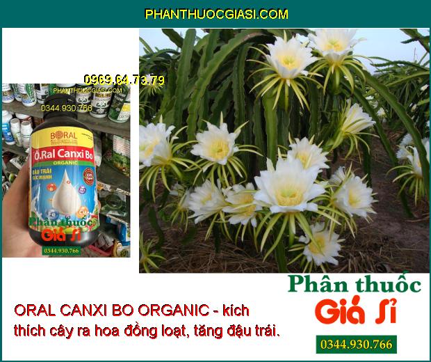 ORAL CANXI BO ORGANIC - Ra Hoa Đồng Loạt - Chống Rụng Hoa - Trái Non - Tăng Năng Suất