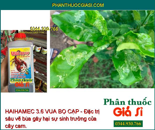 HAIHAMEC 3.6 VUA BỌ CẠP - Đặc Trị Côn Trùng Kháng Thuốc: Sâu Vẽ Bùa - Nhện Đỏ - Rầy Rệp - Sâu Đục Cuống