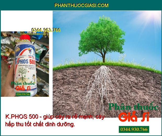 K.PHOS 500 - Ngăn Ngừa Nấm Bệnh - Kích Rễ Phát Triển - Mập Chồi - Hoa Nở Đồng Loạt - Chống Rụng Trái