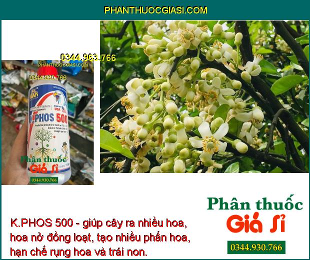 K.PHOS 500 - Ngăn Ngừa Nấm Bệnh - Kích Rễ Phát Triển - Mập Chồi - Hoa Nở Đồng Loạt - Chống Rụng Trái