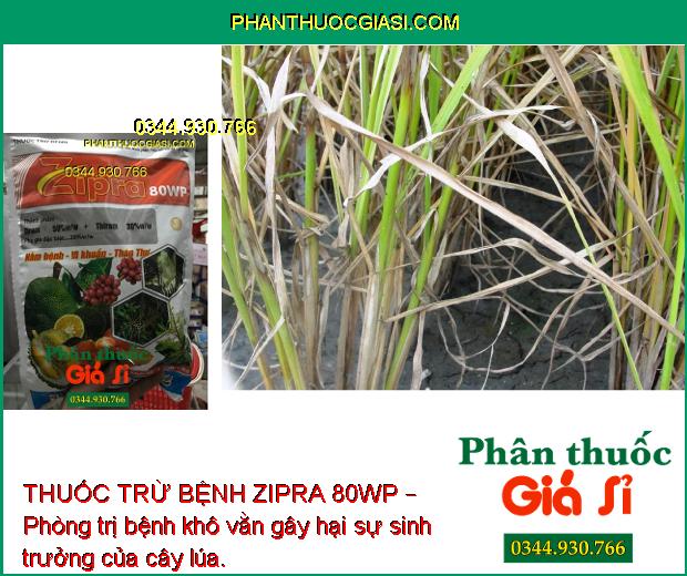 THUỐC TRỪ BỆNH ZIPRA 80WP – Phòng Trị Bệnh Thán Thư - Rỉ Sắt - Mốc Sương - Nứt Thân Chảy Mủ - Khô Vằn