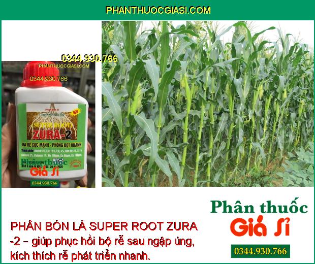 PHÂN BÓN LÁ SUPER ROOT ZURA -2 – giúp phục hồi bộ rễ sau ngập úng, kích thích rễ phát triển nhanh.