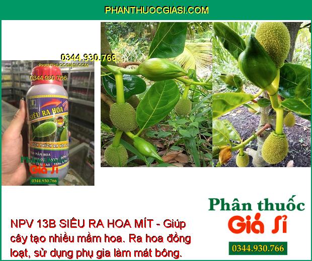 NPV 13B SIÊU RA HOA MÍT- Tăng Đậu Trái - Ra Hoa Đồng Loạt