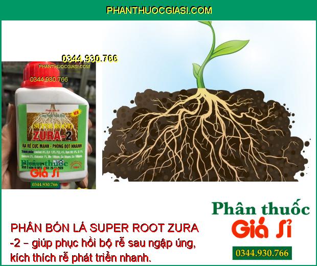 PHÂN BÓN LÁ SUPER ROOT ZURA -2 – giúp phục hồi bộ rễ sau ngập úng, kích thích rễ phát triển nhanh.
