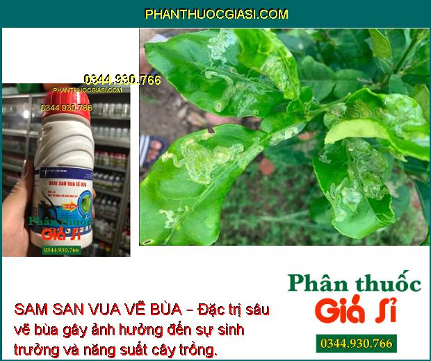 SAM SAN VUA VẼ BÙA – Đặc Trị Sâu Vẽ Bùa Hại Cây Trồng