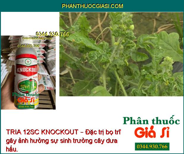 TRIA 12SC KNOCKOUT – Đặc Trị Nhện Gié -  Sâu Cuốn Lá - Bọ Trĩ - Sâu Đục Thân - Sâu Phao