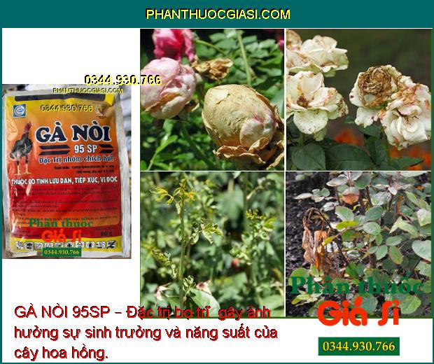 GÀ NÒI 95SP – Đặc Trị Sâu Đục Thân - Sâu Đục Quả - Bọ Trĩ - Rệp Sáp