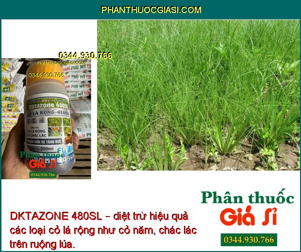 DKTAZONE 480SL – diệt trừ hiệu quả các loại cỏ lá rộng như cỏ năm, chác lác trên ruộng lúa.