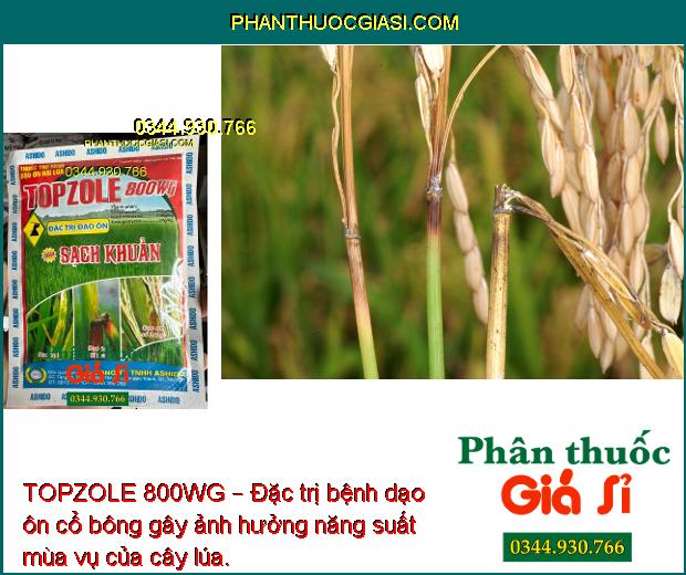 TOPZOLE 800WG – Đặc Trị Đạo Ôn - Lem Lép Hạt - Vàng Lá Chín Sớm - Loét Trái