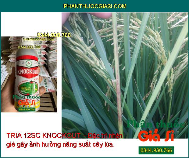 TRIA 12SC KNOCKOUT – Đặc Trị Nhện Gié -  Sâu Cuốn Lá - Bọ Trĩ - Sâu Đục Thân - Sâu Phao