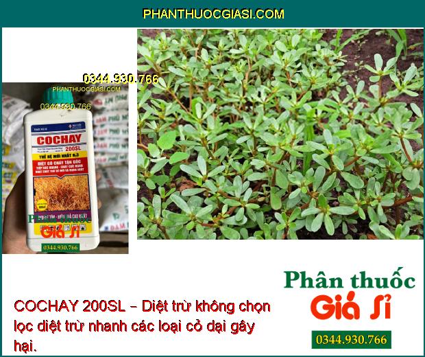 COCHAY 200SL – Diệt Trừ Không Chọn Lọc Hầu Hết Các Loại Cỏ 