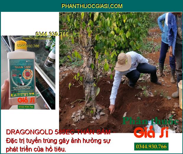 DRAGONGOLD 585EC THẦN SẤM – Đặc Trị Rệp Sáp - Rầy Xanh - Bọ Trĩ - Sâu Đục Quả