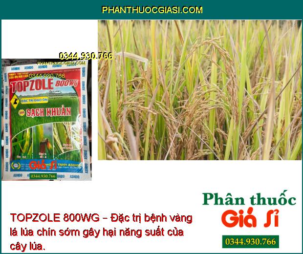 TOPZOLE 800WG – Đặc Trị Đạo Ôn - Lem Lép Hạt - Vàng Lá Chín Sớm - Loét Trái